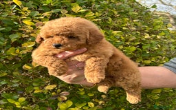 Miniature Poodle dogs for sale: Miniature poodles - Image 24