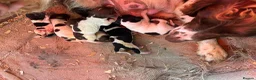 English Springer Spaniel dogs for sale: KC Springer Spaniel Puppies  - Advert 10