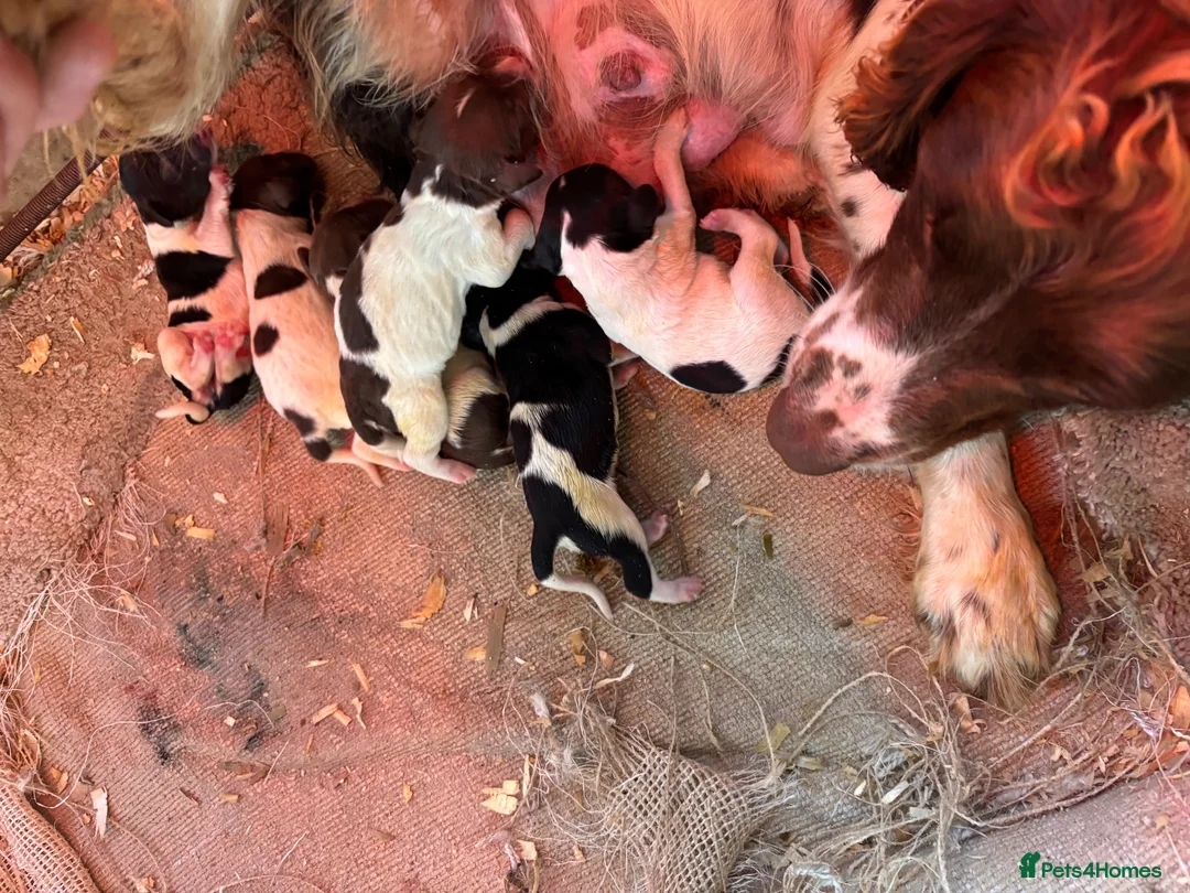 English Springer Spaniel dogs for sale: KC Springer Spaniel Puppies  - Advert 10