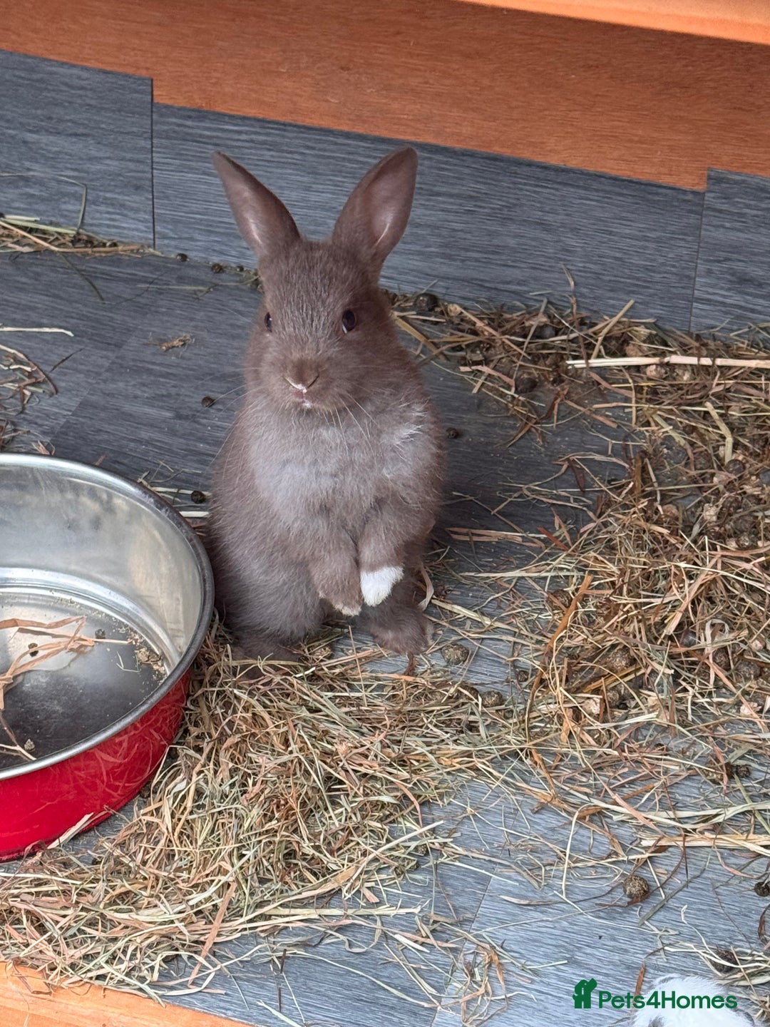 Mixed Breed rabbits for sale: mixed breed baby bunnies  - Image 18