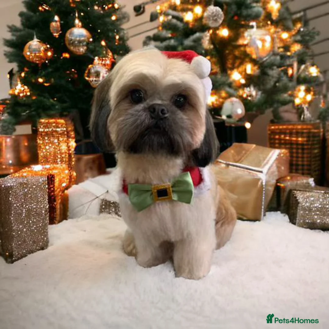 Shih Tzu dogs for sale: READY NOW 4 gorgeous male shih ztu puppies  in Grantham - Advert 1