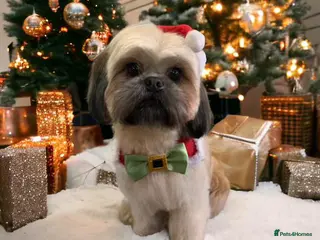 Shih Tzu dogs READY NOW 4 gorgeous male shih ztu puppies in Grantham - Advert 1