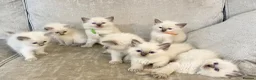 Ragdoll cats for sale: Ragdoll kittens - Advert 5