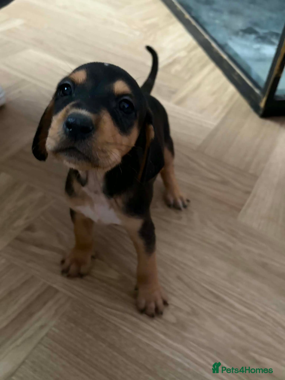 Mixed Breed dogs for sale: 9 Docker puppies - Advert 10