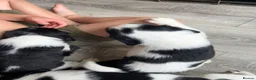 Mixed Breed dogs for sale: Beautiful beagle x springer puppy’s !! - Advert 8