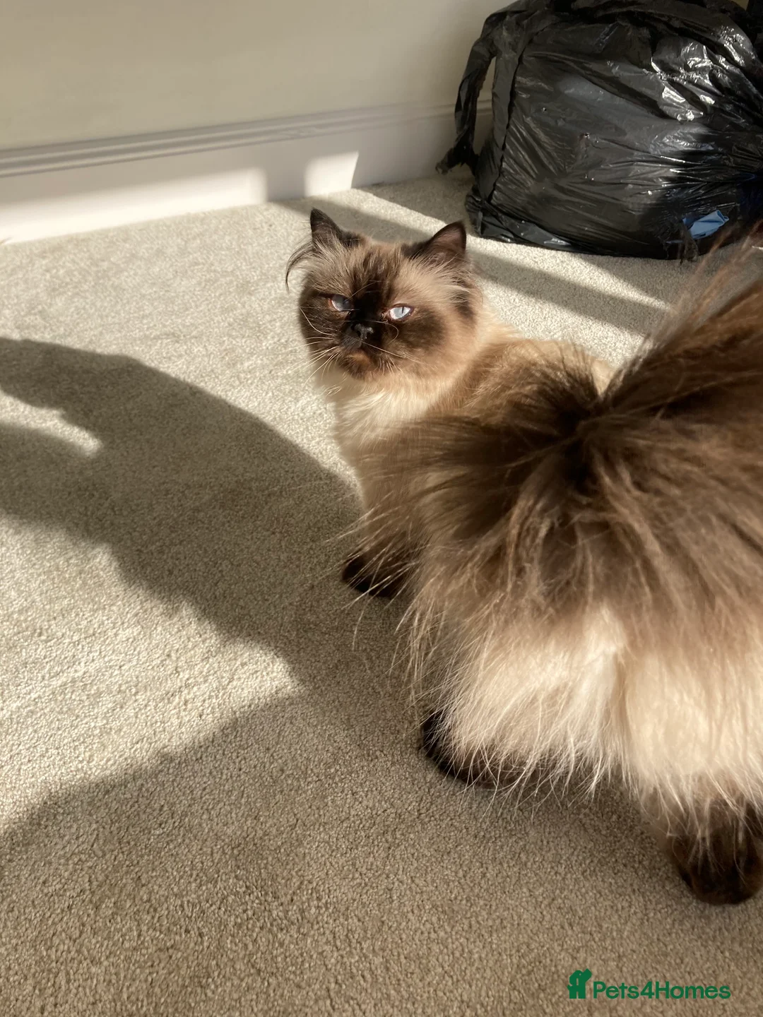 Himalayan cats for sale: Seal point Himalayan female cat  - Advert 1