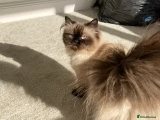 Himalayan cats Seal point Himalayan female cat - Advert 2