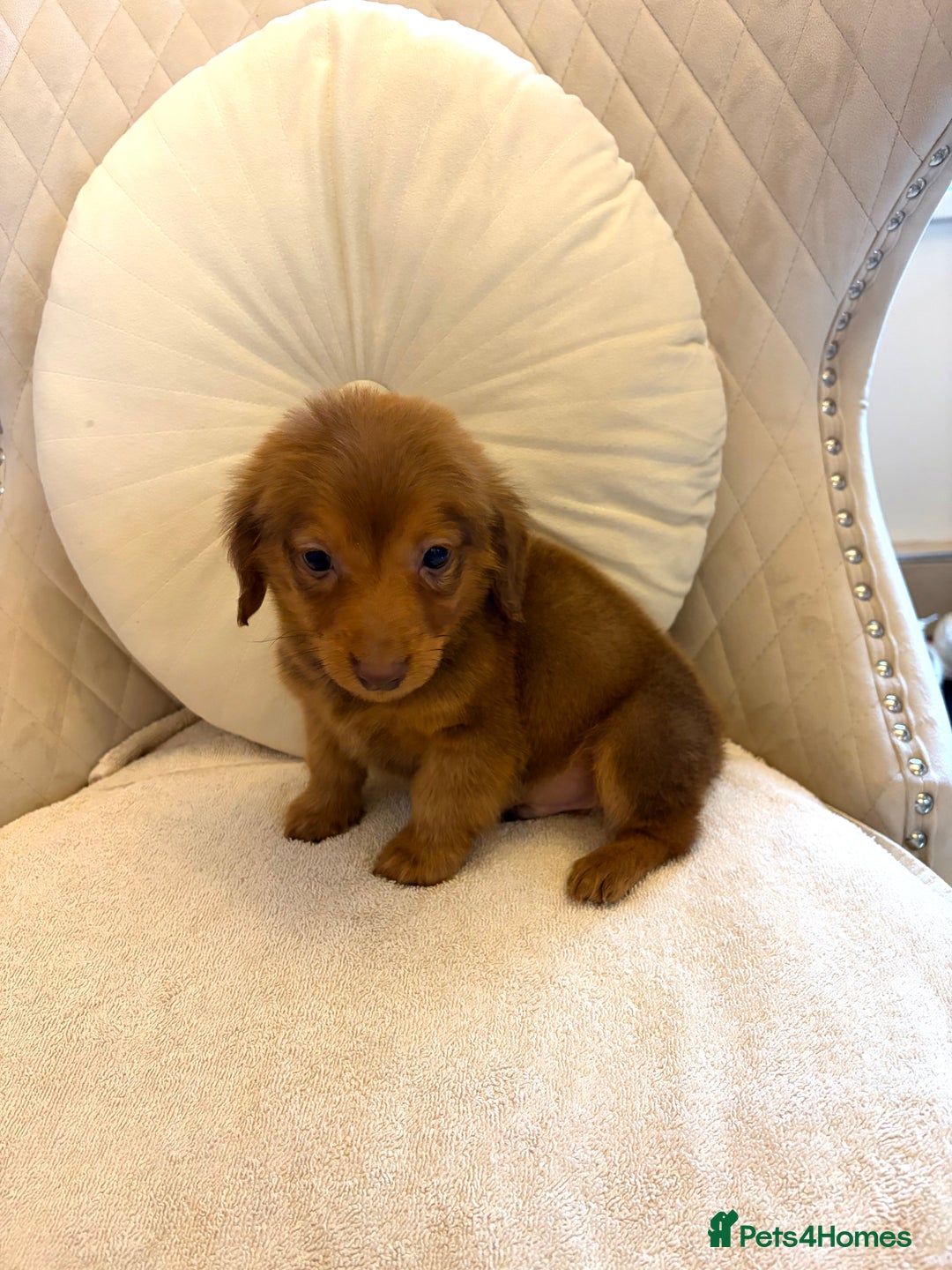 Miniature Dachshund dogs for sale: Dachshund puppy only 1 Boy still available  - Advert 10