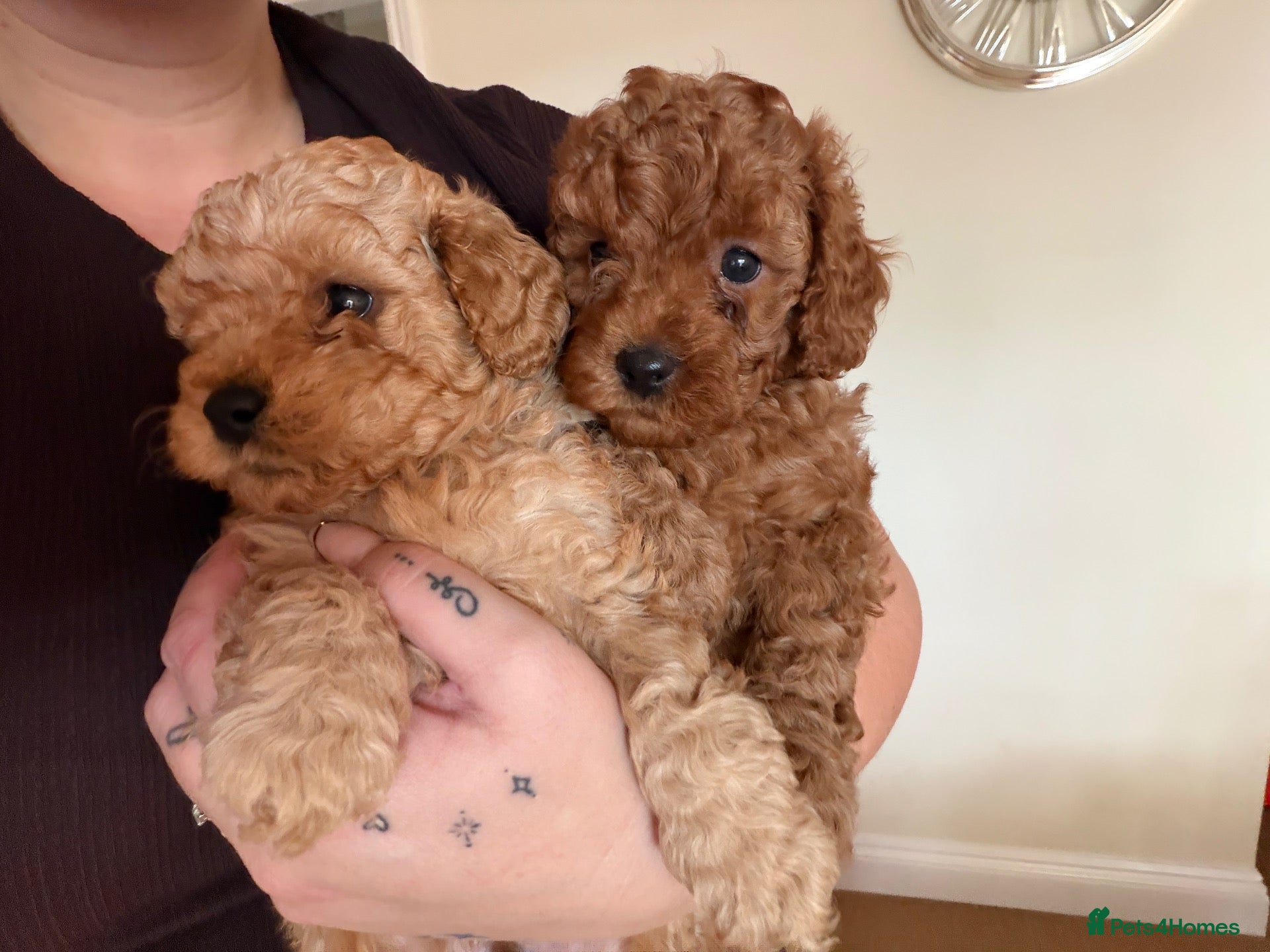 Cavapoo dogs F2B Home reared Cavapoo Puppies - Advert 2