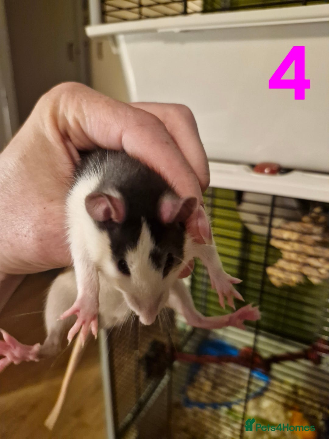 Rat rodents for sale: 9 gorgeous Male Rats - Image 12