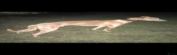Mixed Breed dogs for sale: Beddy Wheaton x whippet  in Worksop - Advert 3