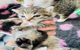 Bengal cats for sale: Beautiful Female Kittens - Image 6
