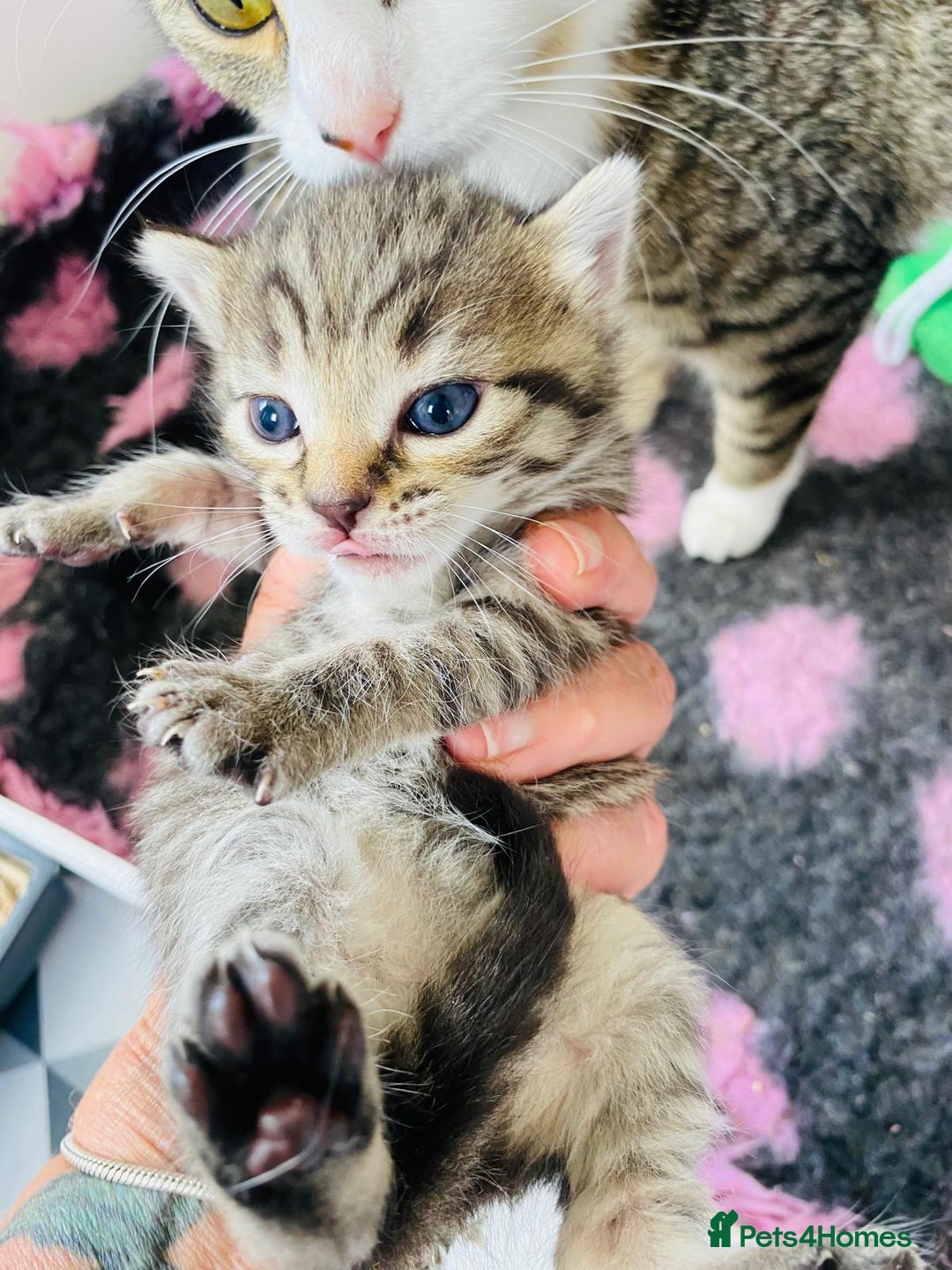 Bengal cats for sale: Beautiful Female Kittens - Image 6