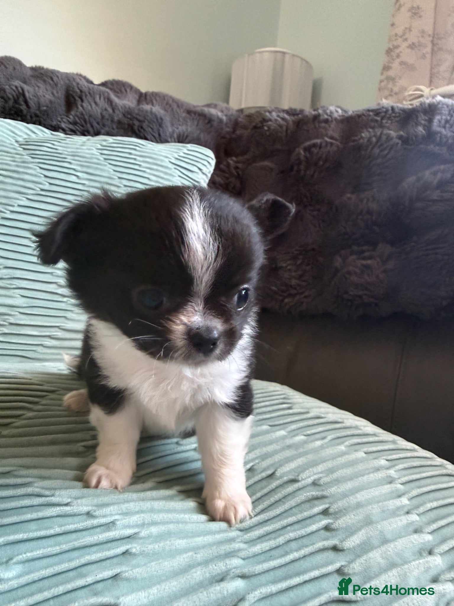 Chihuahua dogs READY NOW - Stunning litter of 4 l/c chihuahuas  - Advert 1