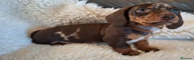 Miniature Dachshund Puppy 4