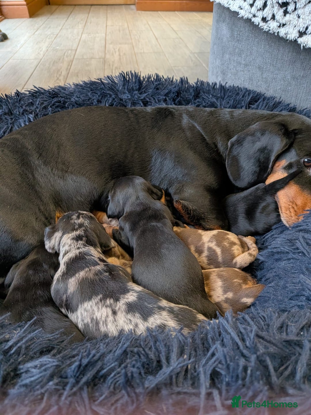 Dachshund dogs for sale: Dachshund puppies (Inbetweenies) - Advert 1