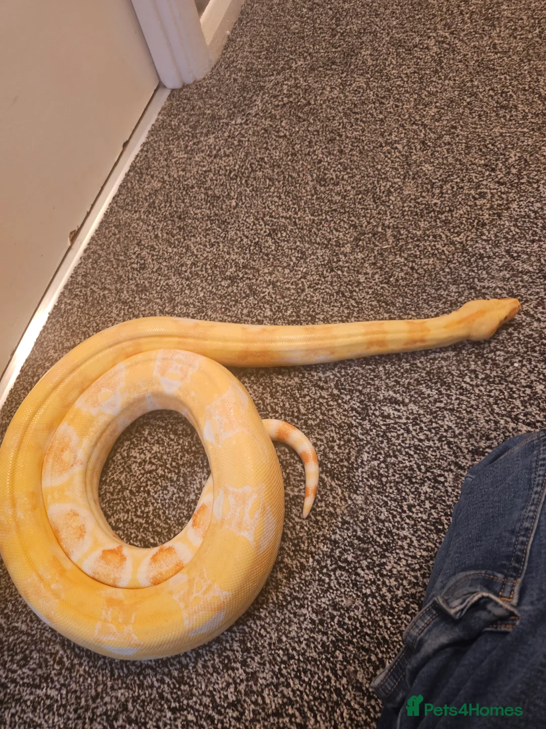 Mixed Breed reptiles for sale:  boas  - Advert 7