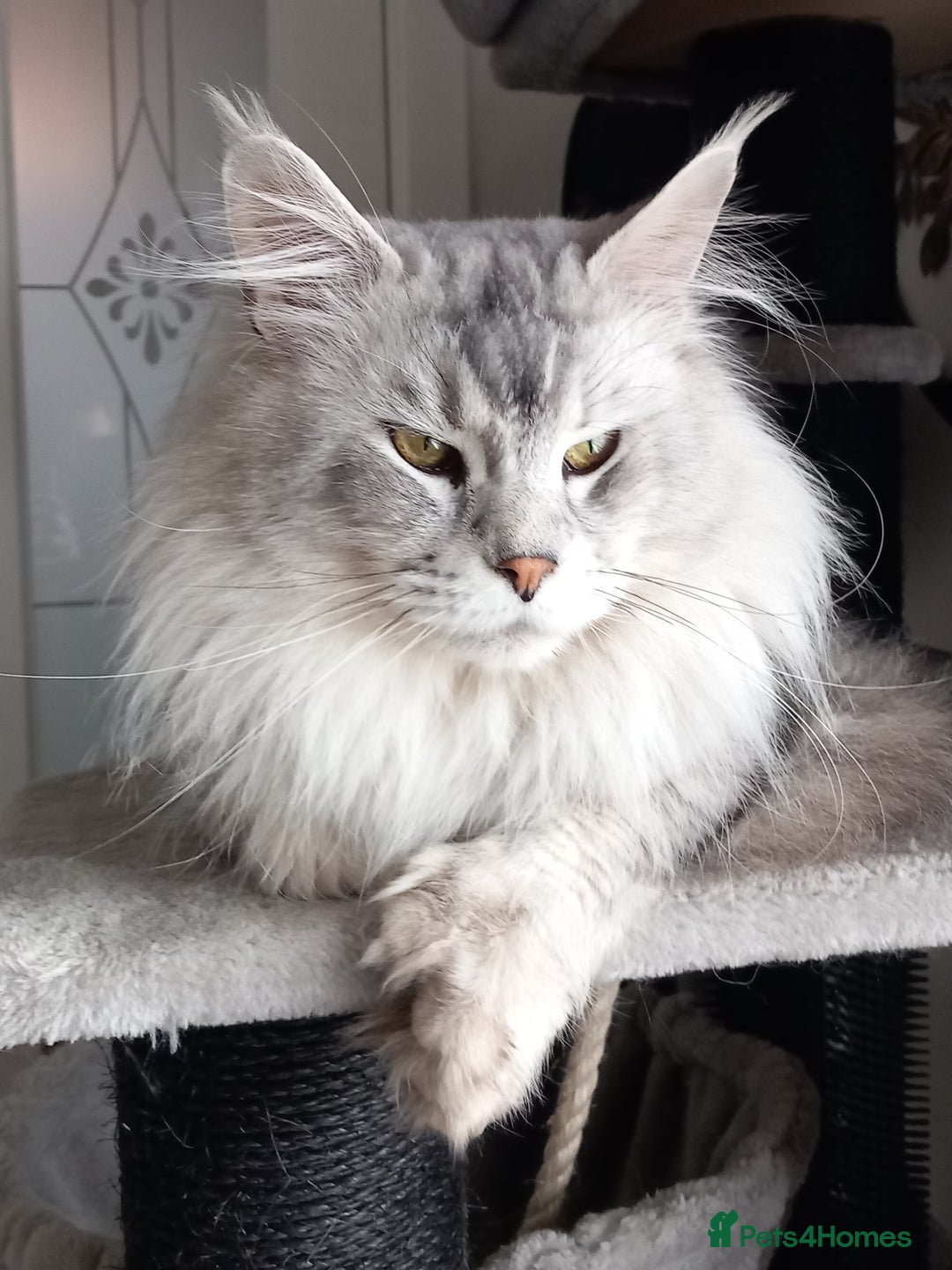 Maine Coon cats for sale: Stunning poly/non poly Maine coin kittens - Image 13