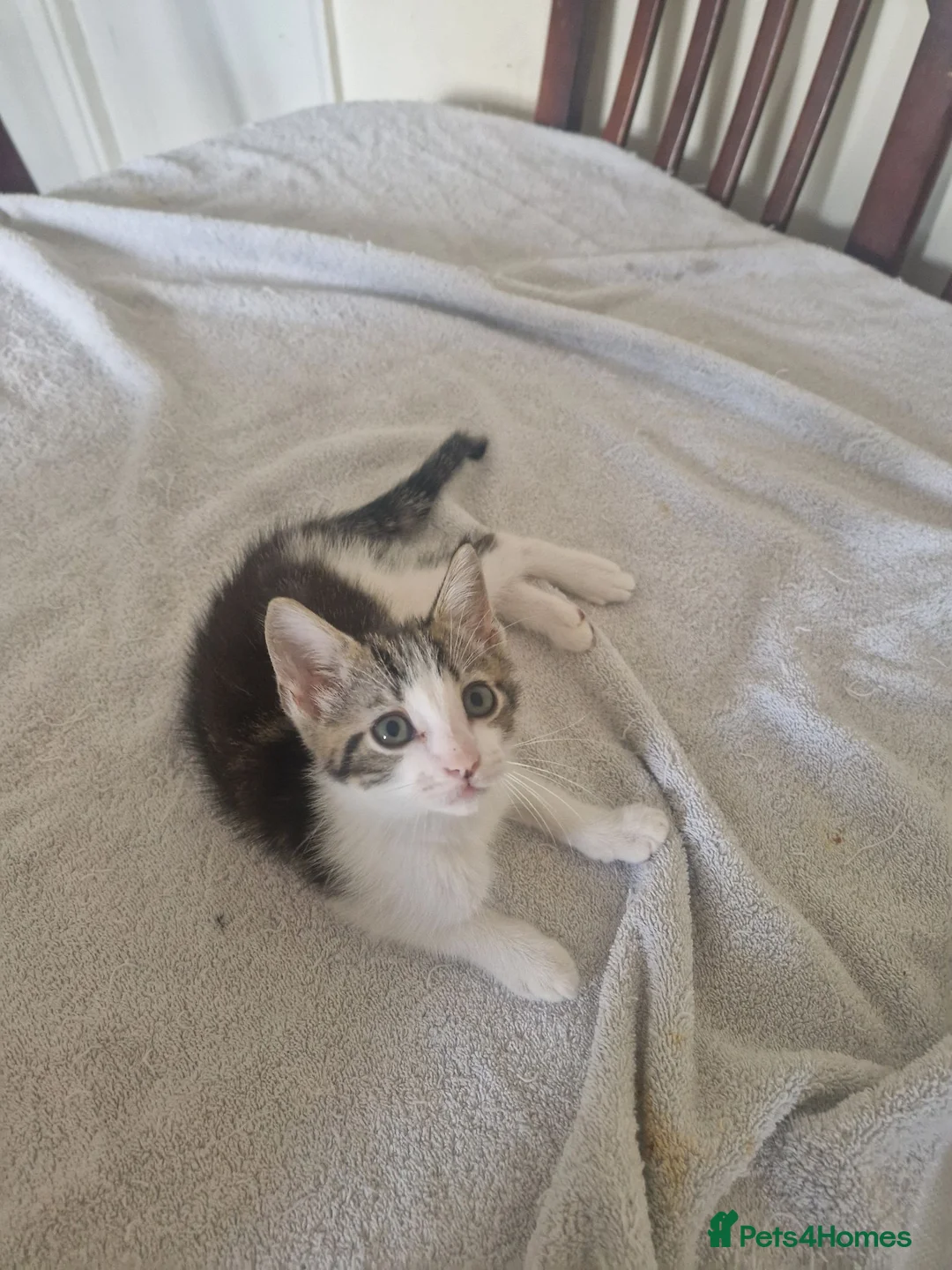 Mixed Breed cats for sale: Kitten for sale  - Advert 2