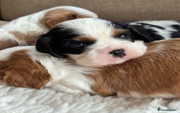 Cavalier King Charles Spaniel dogs for sale: Exstensively Health Tested Cavalier King Charle - Image 11