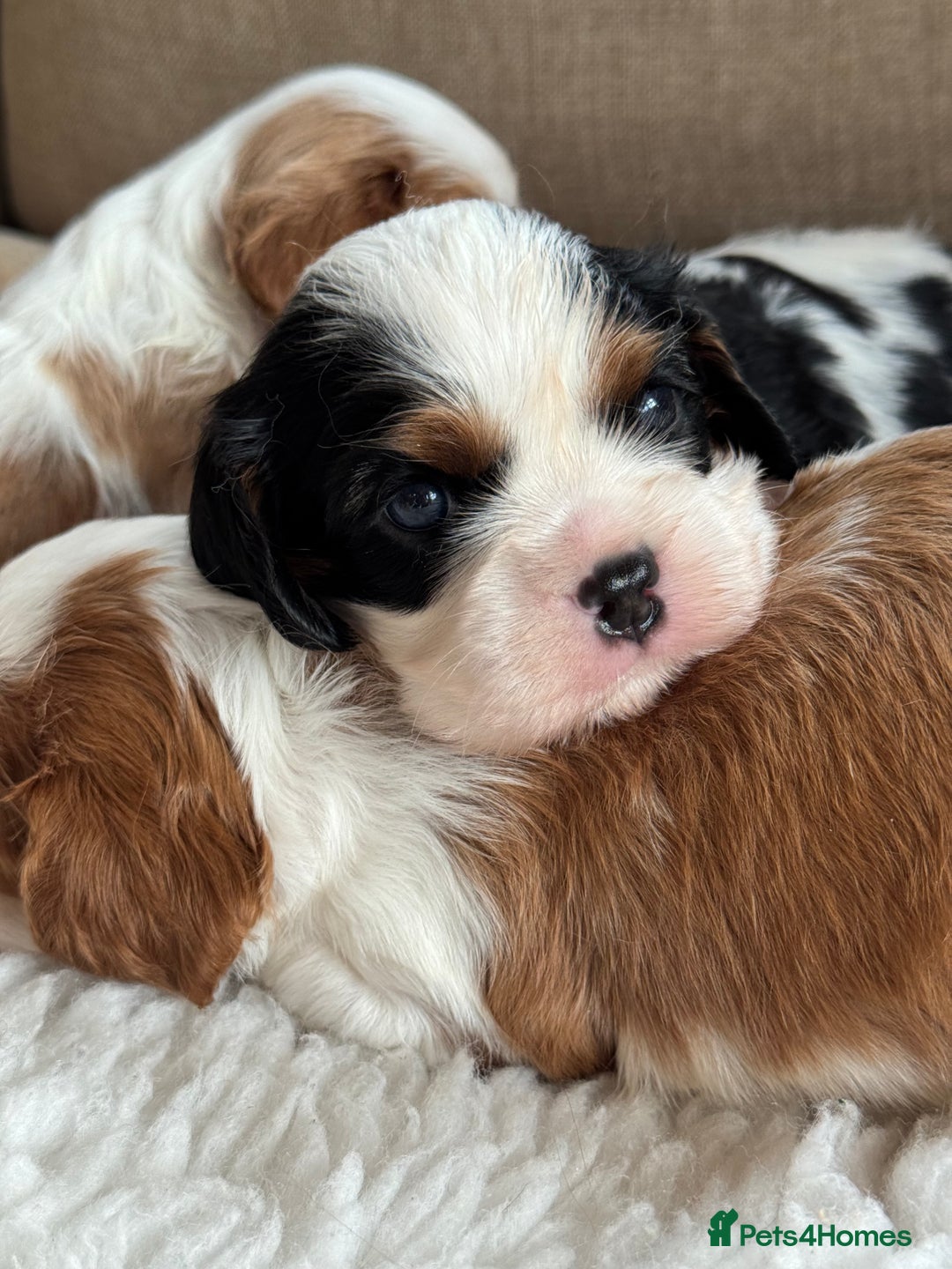 Cavalier King Charles Spaniel dogs for sale: Exstensively Health Tested Cavalier King Charle - Image 11