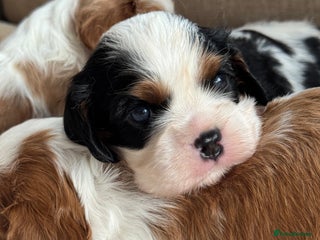 Cavalier King Charles Spaniel dogs - Advert 4