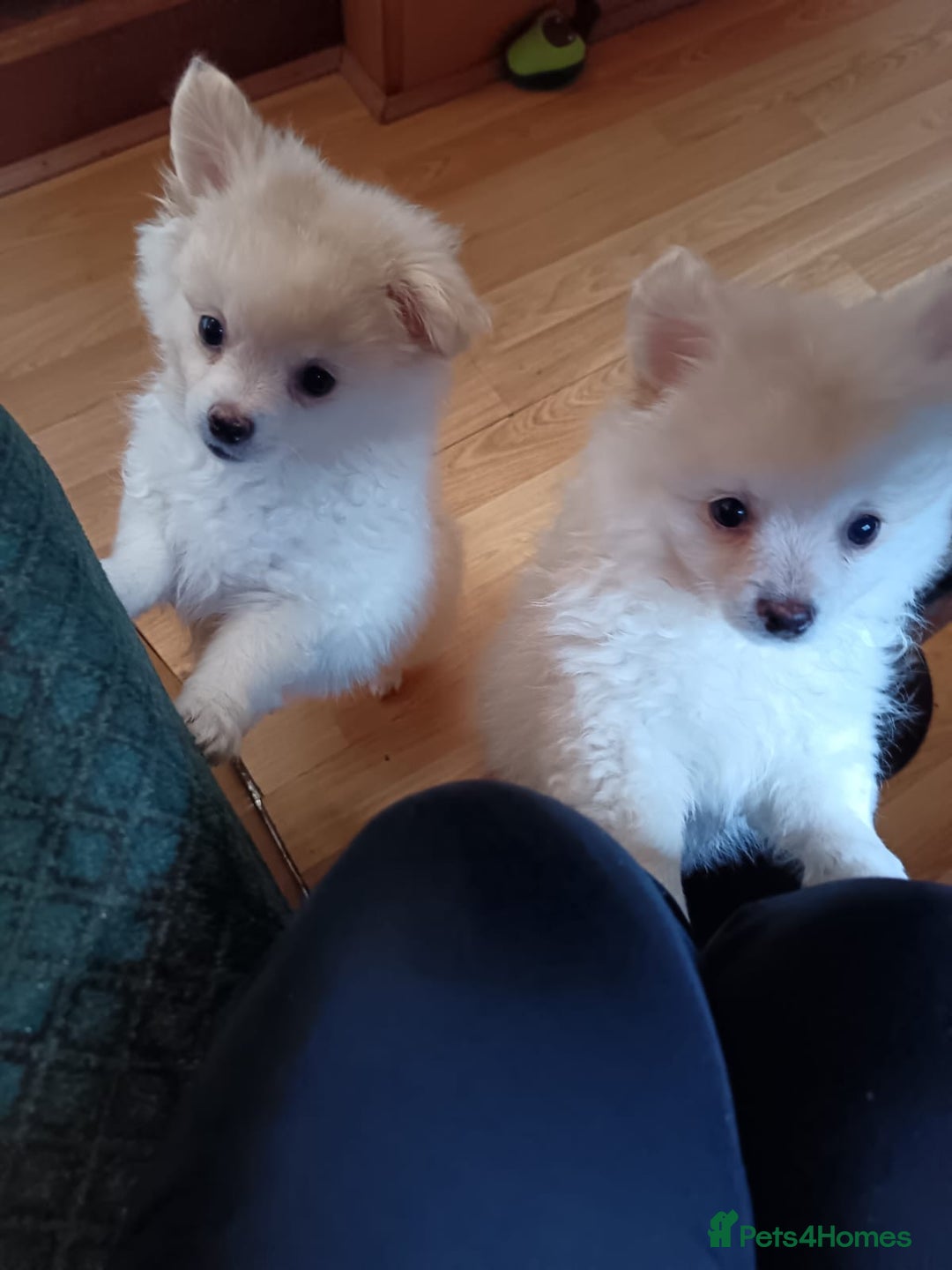 Pomeranian dogs for sale: Cream/White Pomeranian Puppy 10 Months Old  - Image 3