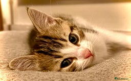 Mixed Breed cats for sale: 4 gorgeous tabby kittens - Image 21