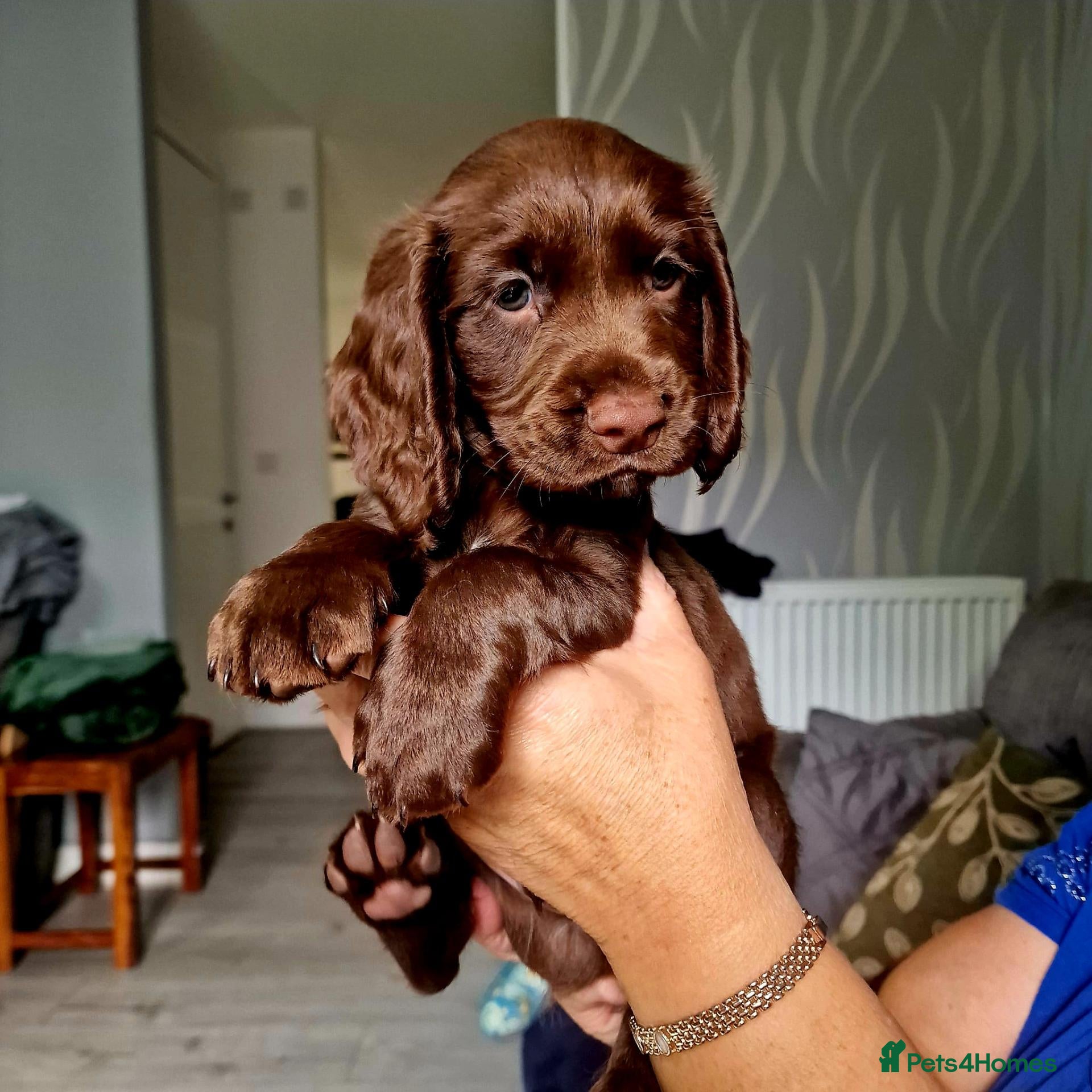 Cocker Spaniel dogs 8 october ready for their homes KC Reg 1 boys avai - Advert 6