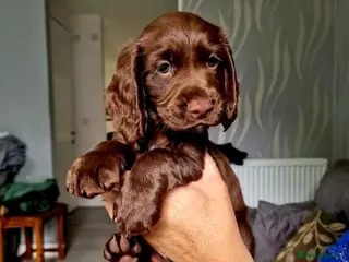 Cocker Spaniel dogs 8 october ready for their homes KC Reg 1 boys avai - Advert 5