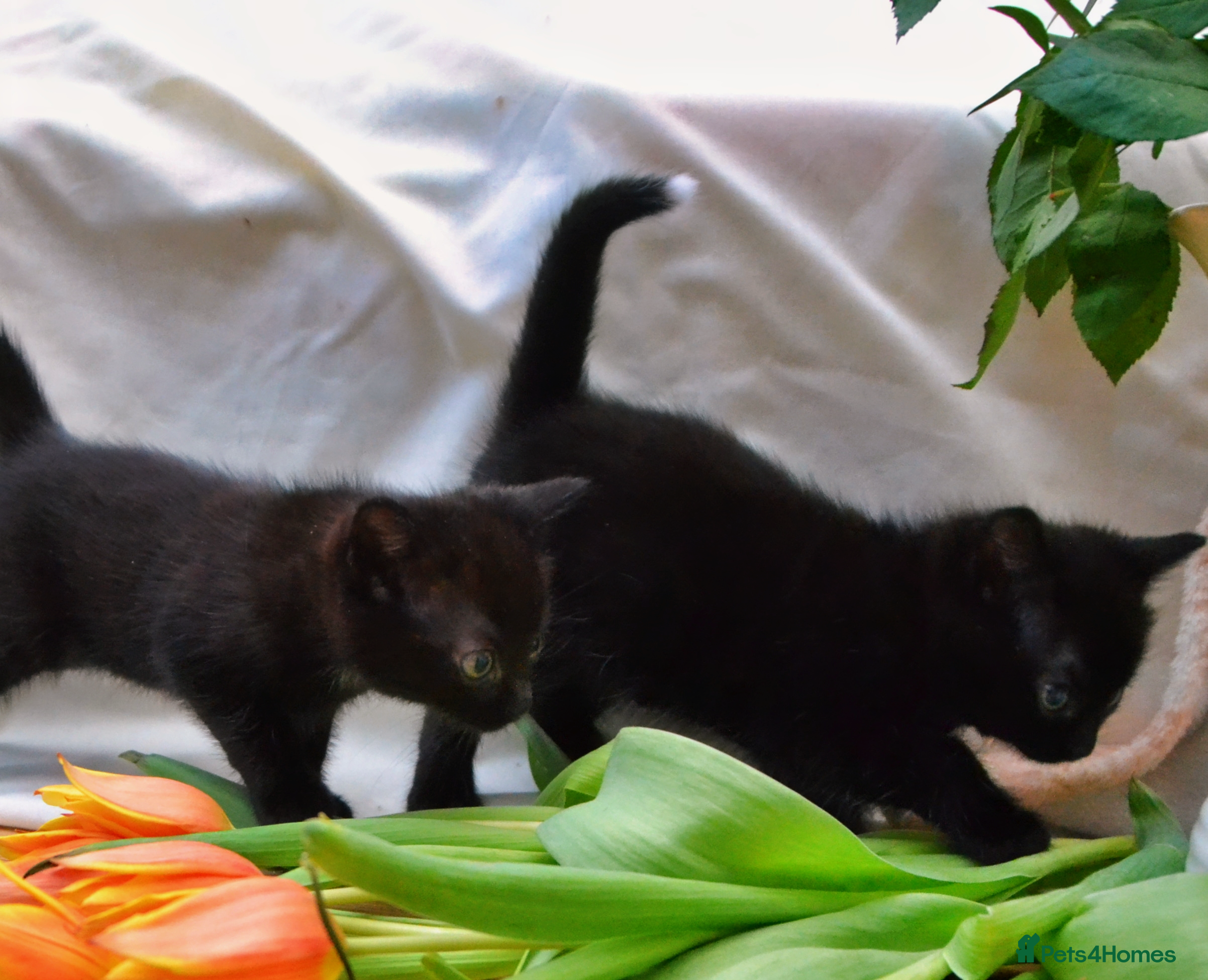 Mixed Breed cats Gorgeous Maine-Coon/Ragdoll/Bombay Mix Kittens! - Advert 2