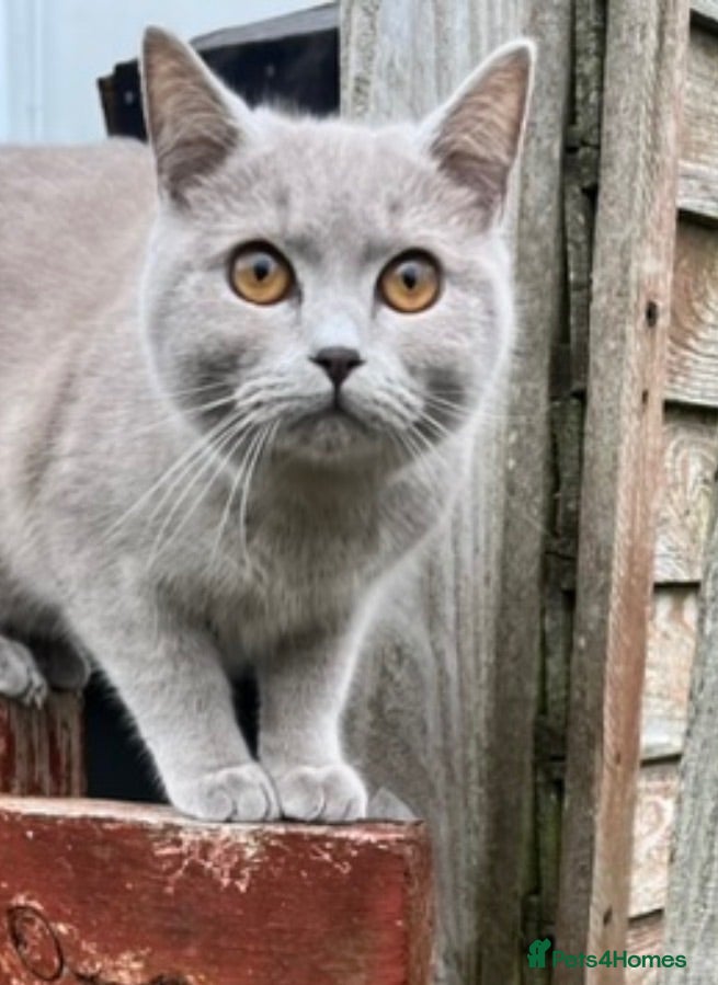 Mixed Breed cats British shorthair kitten  - Advert 4