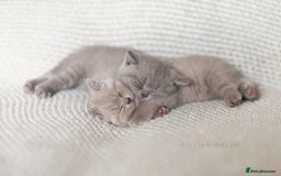 British Shorthair cats for sale: British Shorthair Kitten  - Image 9
