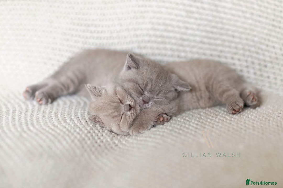 British Shorthair cats for sale: British Shorthair Kitten  - Image 9