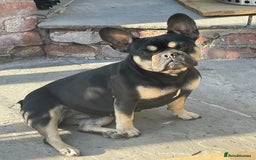 Mixed Breed dogs for sale: Beautiful French wieners  - Image 10