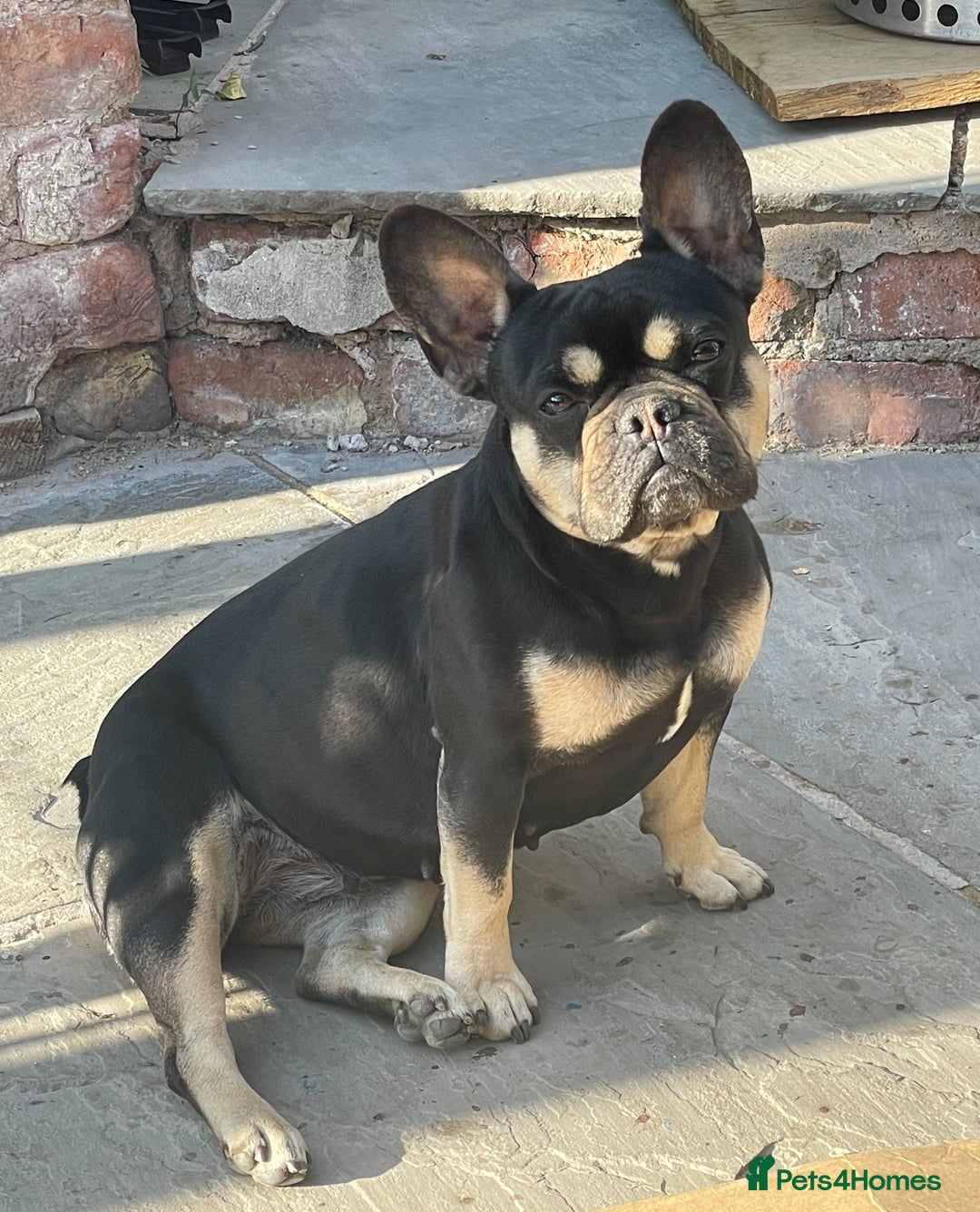 Mixed Breed dogs for sale: Beautiful French wieners  - Image 10