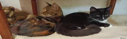 Mixed Breed cats for sale: Bangel - Advert 2