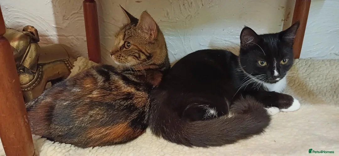 Mixed Breed cats for sale: Bangel - Advert 2