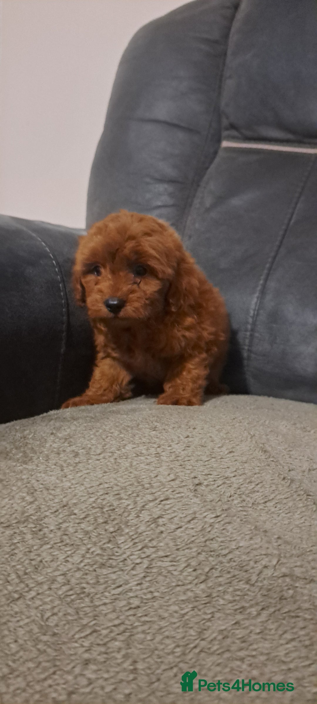Toy Poodle dogs for sale: Toy poodle - Advert 18