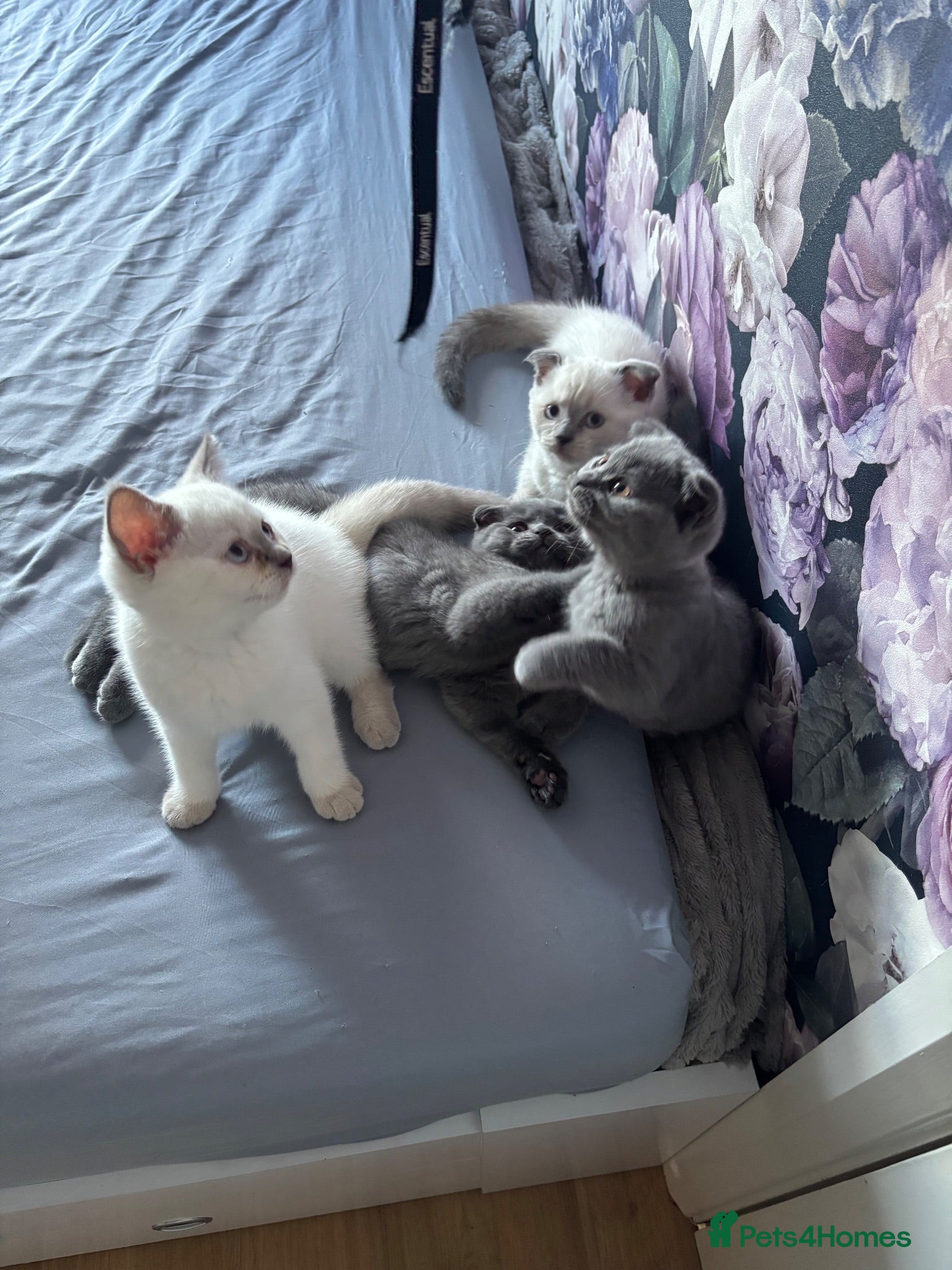 Scottish Fold cats Scottish fold and straight kittens - Advert 1