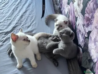 Scottish Fold cats Scottish fold and straight kittens - Advert 1