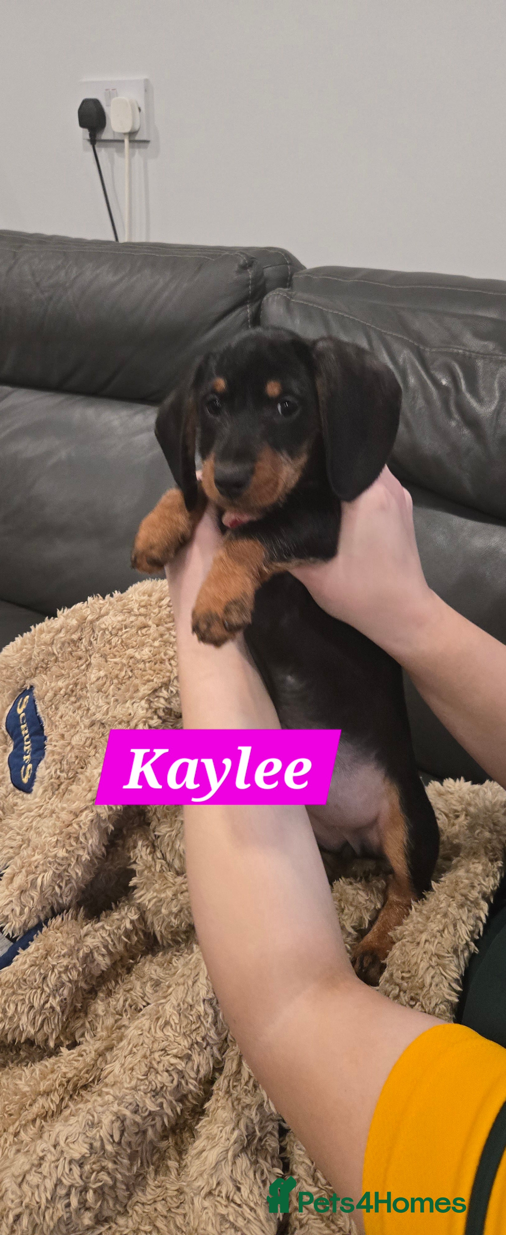 Dachshund dogs Beautiful Daxis - Advert 13