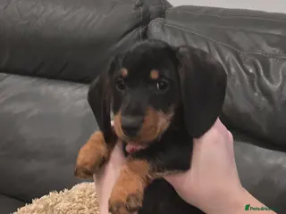 Dachshund dogs Beautiful Daxis - Advert 13