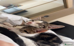 Mixed Breed cats for sale: X2 kitten brothers for rehome  - Image 5