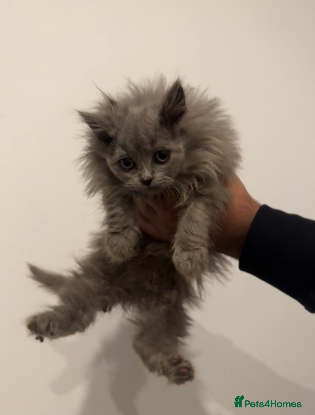 British Longhair cats for sale: Adorable British Longhair Kittens Ready Now! - Advert 3