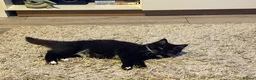 Domestic Shorthair cats for sale: Sweet Tuxedo Girl looking for a calm indoor home - Advert 15