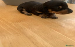 Dachshund dogs for sale: Miniature dachshunds  - Image 23