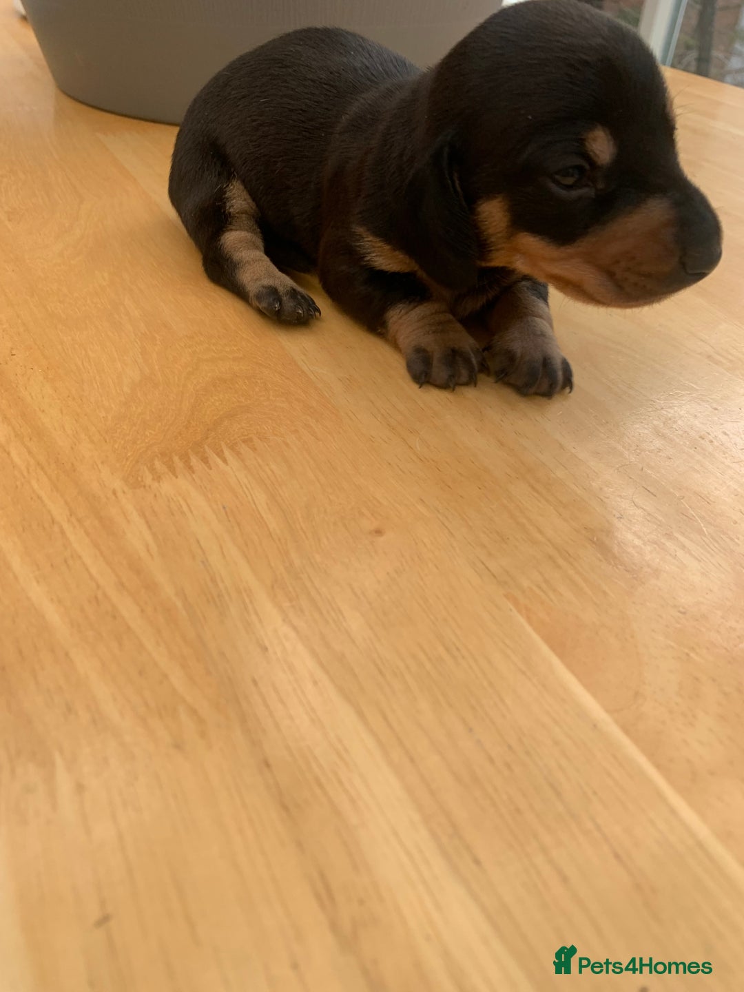 Dachshund dogs for sale: Miniature dachshunds  - Image 23