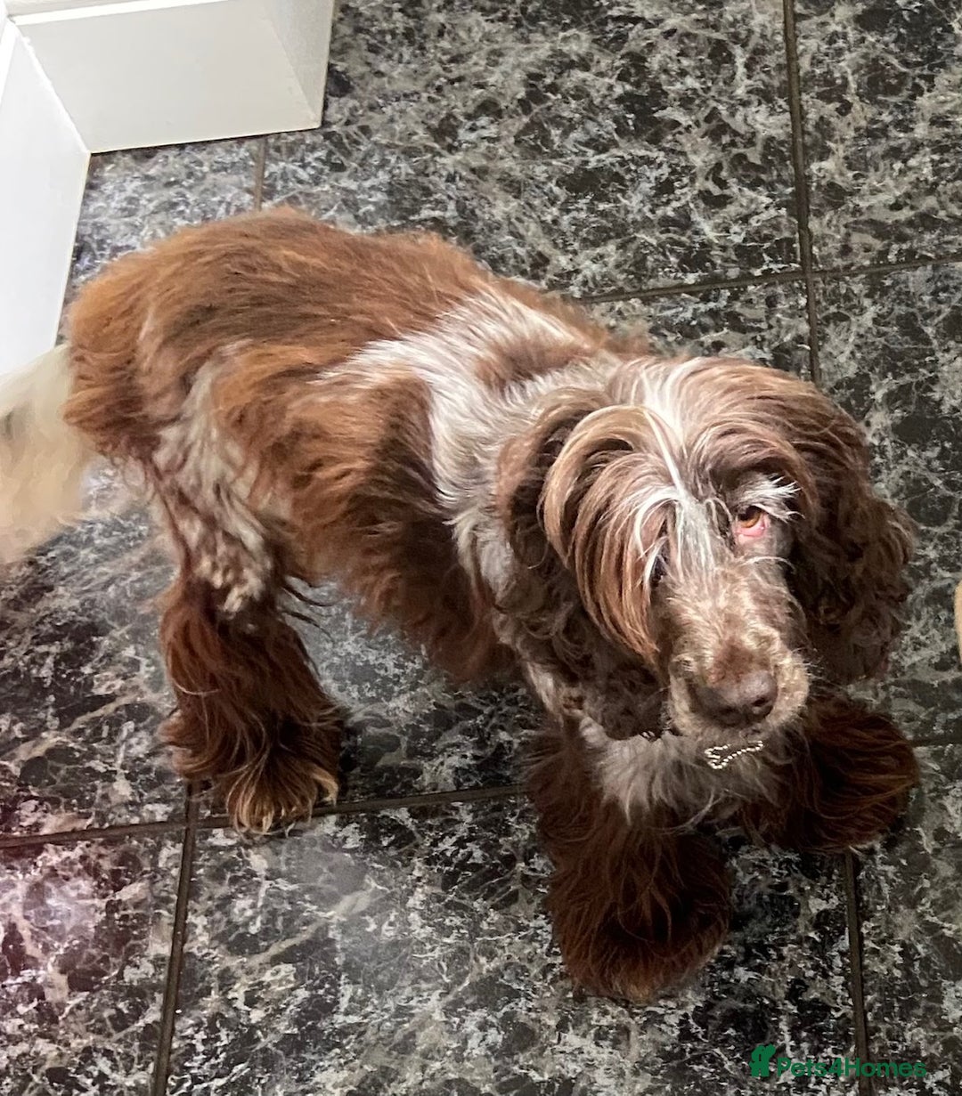 Cocker Spaniel dogs for sale: Stunning KC Reg Cocker Spaniel Pups Choco/Black - Image 30