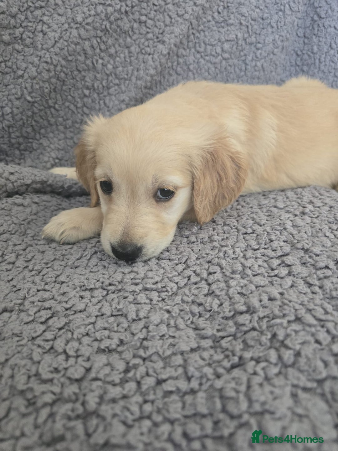 Golden Retriever dogs for sale: Kc Golden Retriever puppies for sale  - Image 18